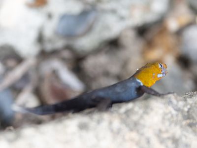 Geelkopdaggekko / Yellow-headed Gecko / Gonatodes albogularis