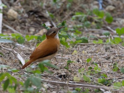 Caribbean Hornero / Caribische ovenvogel / Furnarius longirostris