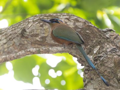 Whooping Motmot / Caribische Motmot / Momotus subrufescens