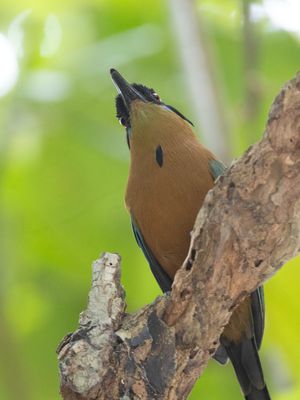 Whooping Motmot / Caribische Motmot / Momotus subrufescens