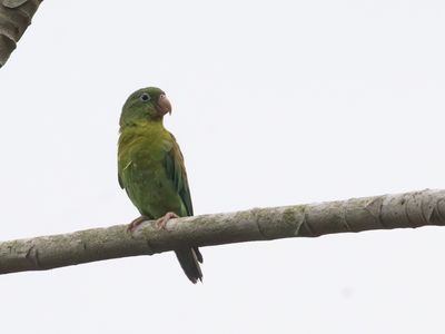 Orange-chinned Parakeet / Toviparkiet / Brotogeris jugularis