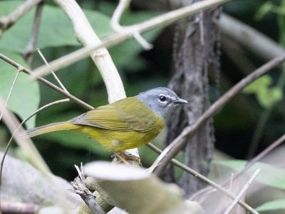 White-lored Warbler / Witteugelzanger / Myiothlypis conspicillata