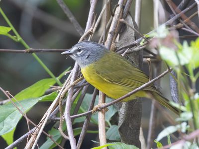 White-lored Warbler / Witteugelzanger / Myiothlypis conspicillata