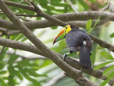 Keel-billed Toucan / Zwavelborsttoekan / Ramphastos sulfuratus
