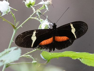 Clysonymus longwing / Heliconius clysonymus