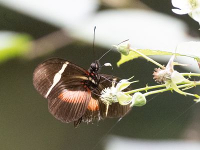 Clysonymus longwing / Heliconius clysonymus