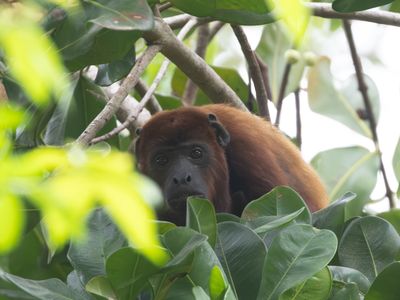 Colombian red howler / Rode brulaap / Alouatta seniculus
