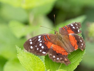 Red Peacock / Anartia amathea