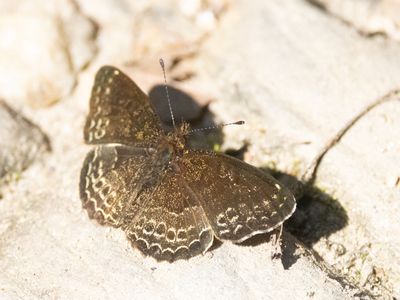 Telenassa delphia