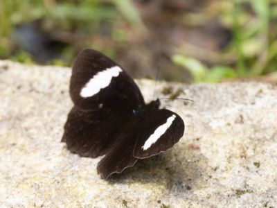 White-edged Longwing / Heliconius eleuchia