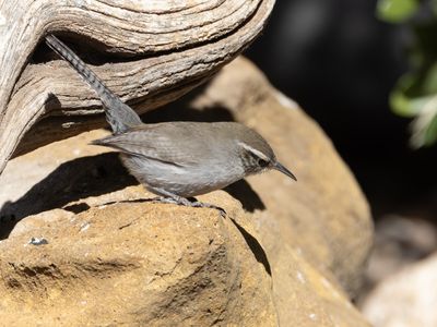 Bewick's Wren / Bewicks winterkoning / Thryomanes bewickii