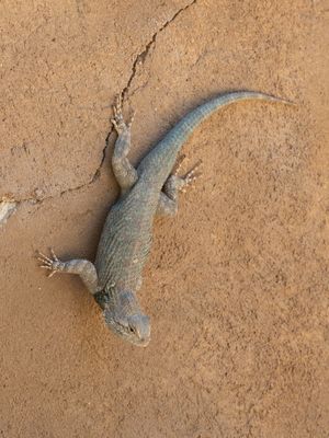 Clarks Spiny Lizard / Sceloporus clarkii