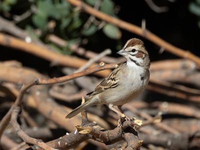 Lark Sparrow / Roodoorgors / Chondestes grammacus