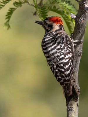 Ladder-backed Woodpecker / Ladderspecht / Picoides scalaris