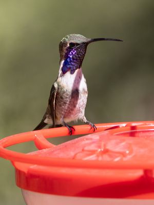Lucifer Hummingbird / Luciferkolibrie / Calothorax lucifer