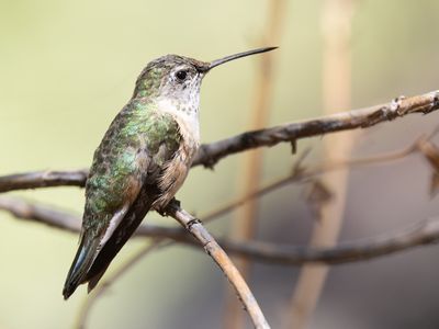 Calliope Hummingbird / Calliopekolibrie / Selasphorus calliope
