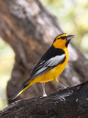 Bullock's Oriole / Bullocks troepiaal / Icterus bullockii