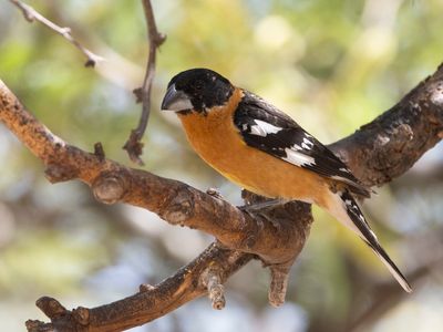 Black-headed Grosbeak / Zwartkopkardinaal / Pheucticus melanocephalus