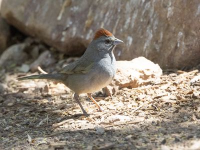 Green-tailed Towhee / Groenstaarttowie / Pipilo chlorurus