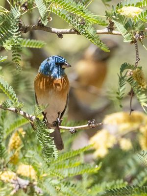 Lazuli Bunting / Lazuligors / Passerina amoena