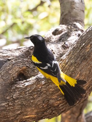 Scotts Oriole / Scotts Troepiaal / Icterus parisorum