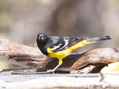 Scott´s Oriole / Scotts Troepiaal / Icterus parisorum