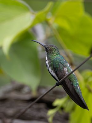 Black-throated Mango / Zwartkeelmango / Anthracothorax nigricollis