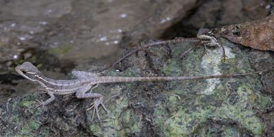 Common Basilisk / Helmbasilisk / Basiliscus basiliscus