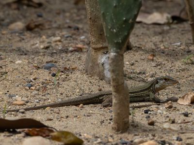 Cope's Ameiva / Ameiva bifrontata
