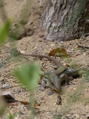 Cope's Ameiva / Ameiva bifrontata