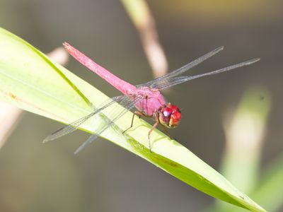 Carmine Skimmer / Orthemis discolor