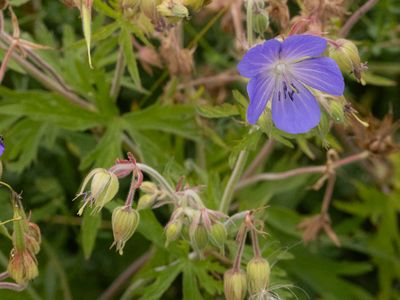 Beemdooievaarsbek / Meadow Crane's-bill / Geranium pratense