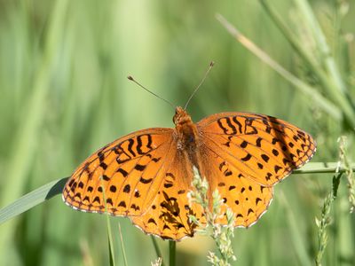 Ethne Fritillary / Argynnis aphrodite