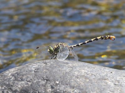 Kleine tanglibel / Small Pincertail / Onychogomphus forcipatus