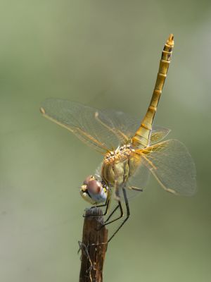 Zwervende heidelibel / Red-veined Darter / Sympetrum fonscolombii