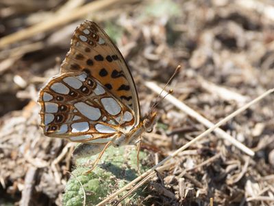 Kleine parelmoervlinder / Queen of Spain Fritillary / Issoria lathonia