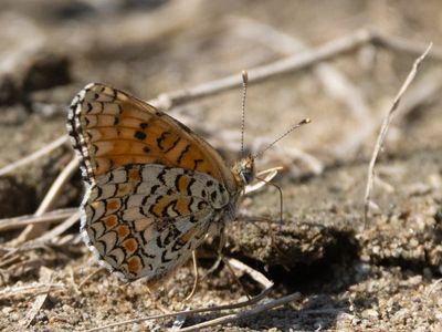 Knoopkruidparelmoervlinder / Melitaea phoebe