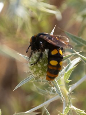Reuzendolkwesp / Megascolia maculata