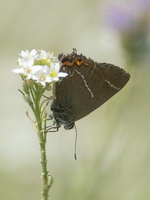 Iepenpage / White-letter Hairstreak / Satyrium w-album