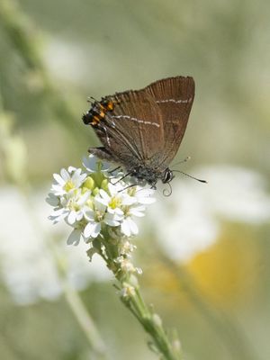 Iepenpage / White-letter Hairstreak / Satyrium w-album
