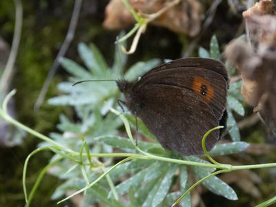 Zomererebia / Scotch  Argus / Erebia aethiops