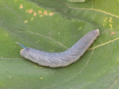 Lindepijlstaart / Lime Hawk-moth / Mimas tiliae