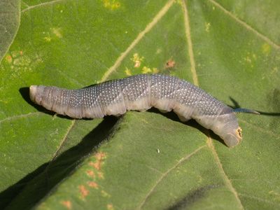 Lindepijlstaart / Lime Hawk-moth / Mimas tiliae