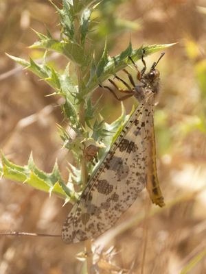 Grand Antlion / Palpares libelluloides