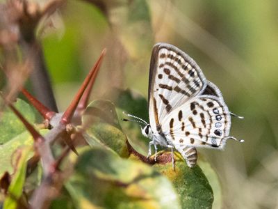 Klein christusdoornblauwtje / Balkan Pierrot / Tarucus balkanicus