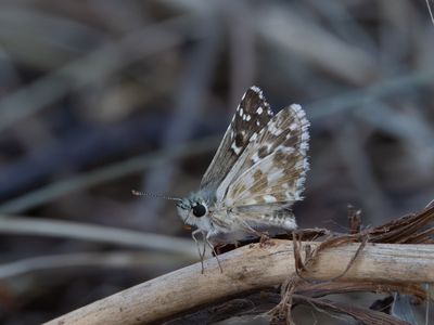 Bretons spikkeldikkopje / Oberthür's grizzled skipper / Pyrgus armoricanus