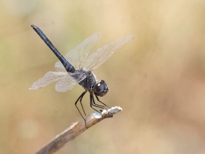 Windvaantje / Black Pennant / Selysiothemis nigra
