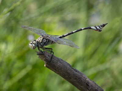 Vaandeldrager / Bladetail / Lindenia tetraphylla