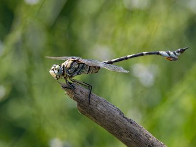 Vaandeldrager / Bladetail / Lindenia tetraphylla