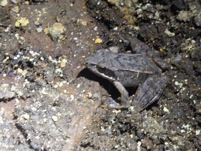 Springkikker / Agile frog / Rana dalmatina
